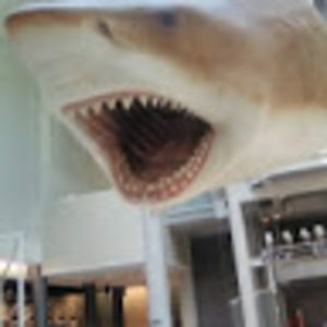 Meet your Posher, Markesha